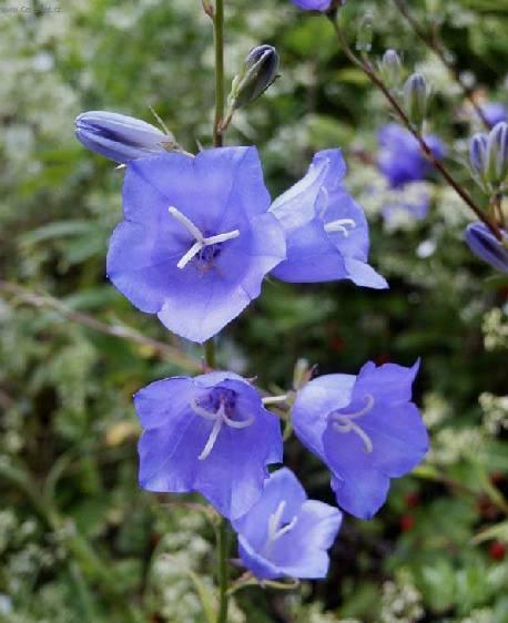 Фотографии к статье: Колокольчик равнолистный (Campanula isophylla)