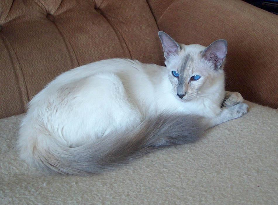 Фотографии к статье: Балийская (балинез) кошка (Balinese Cat) / Советы по уходу и воспитанию породы кошек, описание кошки, помощь при болезнях, фотографии, дискусии и форум.