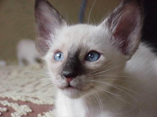 Фотографии к статье: Балийская (балинез) кошка (Balinese Cat) / Советы по уходу и воспитанию породы кошек, описание кошки, помощь при болезнях, фотографии, дискусии и форум.