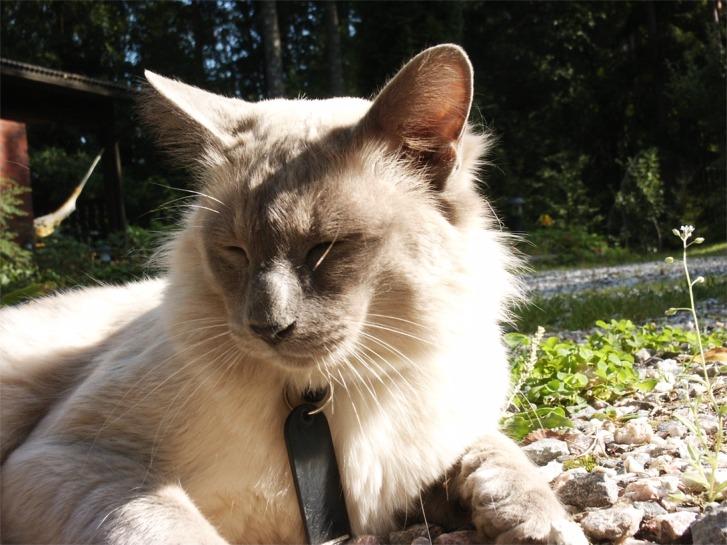 Фотографии к статье: Балийская (балинез) кошка (Balinese Cat) / Советы по уходу и воспитанию породы кошек, описание кошки, помощь при болезнях, фотографии, дискусии и форум.