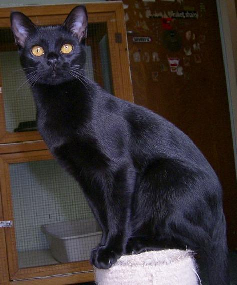 Фотографии к статье: Бомбейская кошка (Bombay cat) / Советы по уходу и воспитанию породы кошек, описание кошки, помощь при болезнях, фотографии, дискусии и форум.