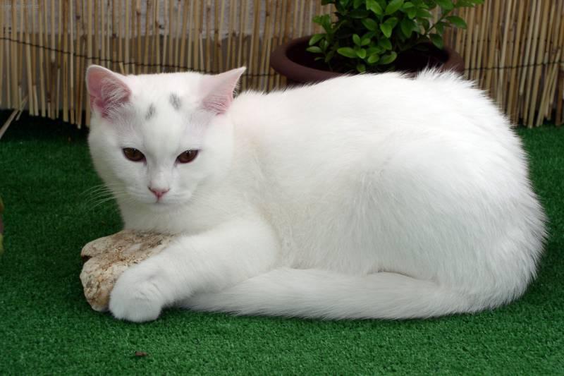 Фотографии к статье: Британская короткошерстная кошка (British Shorthair Cat) / Советы по уходу и воспитанию породы кошек, описание кошки, помощь при болезнях, фотографии, дискусии и форум.