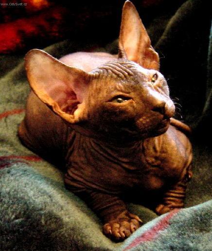 Фотографии к статье: Донской сфинкс (Don Sphynx Cat) / Советы по уходу и воспитанию породы кошек, описание кошки, помощь при болезнях, фотографии, дискусии и форум.