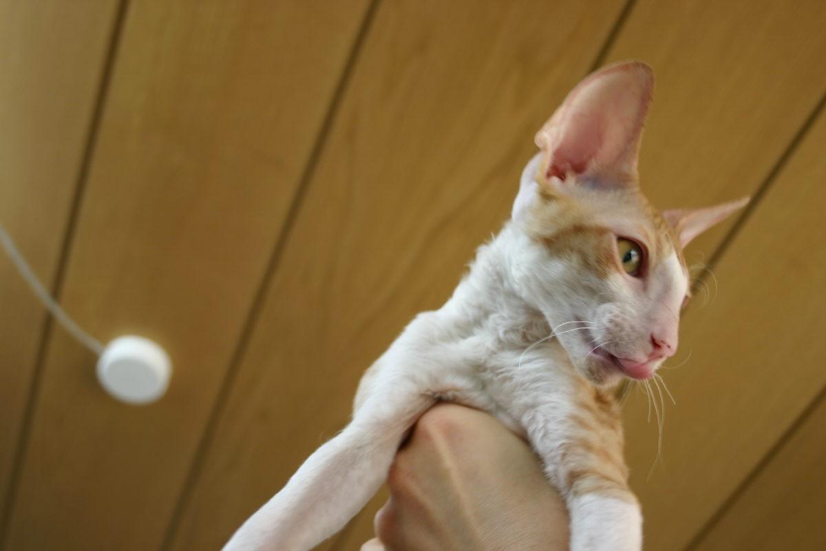 Фотографии к статье: Корниш-Рекс (Cornish Rex) / Советы по уходу и воспитанию породы кошек, описание кошки, помощь при болезнях, фотографии, дискусии и форум.