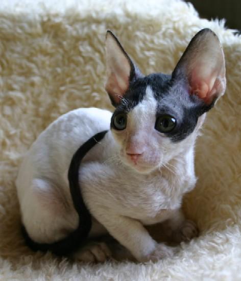 Фотографии к статье: Корниш-Рекс (Cornish Rex) / Советы по уходу и воспитанию породы кошек, описание кошки, помощь при болезнях, фотографии, дискусии и форум.