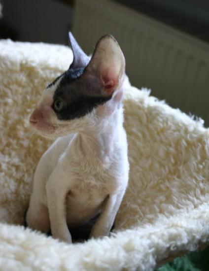 Фотографии к статье: Корниш-Рекс (Cornish Rex) / Советы по уходу и воспитанию породы кошек, описание кошки, помощь при болезнях, фотографии, дискусии и форум.