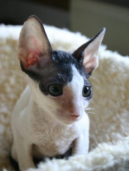 Фотографии к статье: Корниш-Рекс (Cornish Rex) / Советы по уходу и воспитанию породы кошек, описание кошки, помощь при болезнях, фотографии, дискусии и форум.