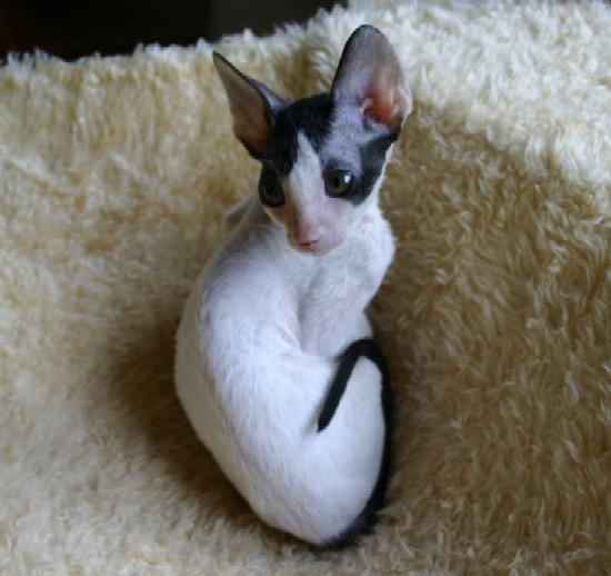 Фотографии к статье: Корниш-Рекс (Cornish Rex) / Советы по уходу и воспитанию породы кошек, описание кошки, помощь при болезнях, фотографии, дискусии и форум.