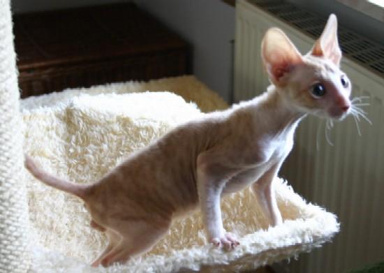 Фотографии к статье: Корниш-Рекс (Cornish Rex) / Советы по уходу и воспитанию породы кошек, описание кошки, помощь при болезнях, фотографии, дискусии и форум.