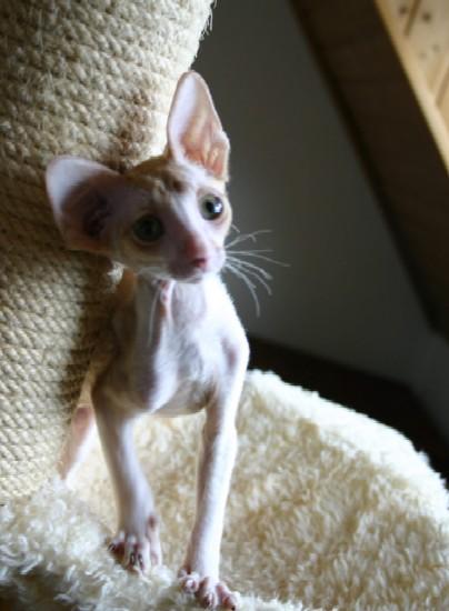 Фотографии к статье: Корниш-Рекс (Cornish Rex) / Советы по уходу и воспитанию породы кошек, описание кошки, помощь при болезнях, фотографии, дискусии и форум.