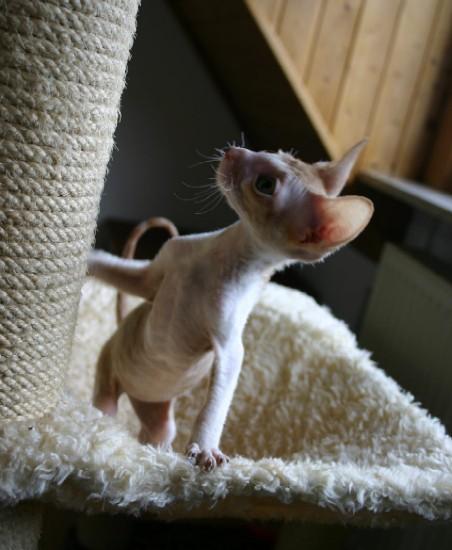 Фотографии к статье: Корниш-Рекс (Cornish Rex) / Советы по уходу и воспитанию породы кошек, описание кошки, помощь при болезнях, фотографии, дискусии и форум.