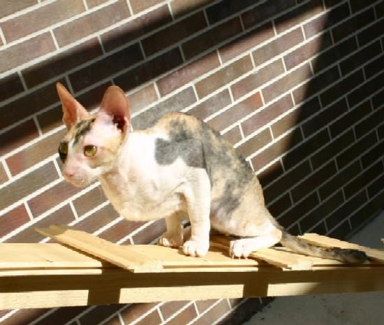 Фотографии к статье: Корниш-Рекс (Cornish Rex) / Советы по уходу и воспитанию породы кошек, описание кошки, помощь при болезнях, фотографии, дискусии и форум.