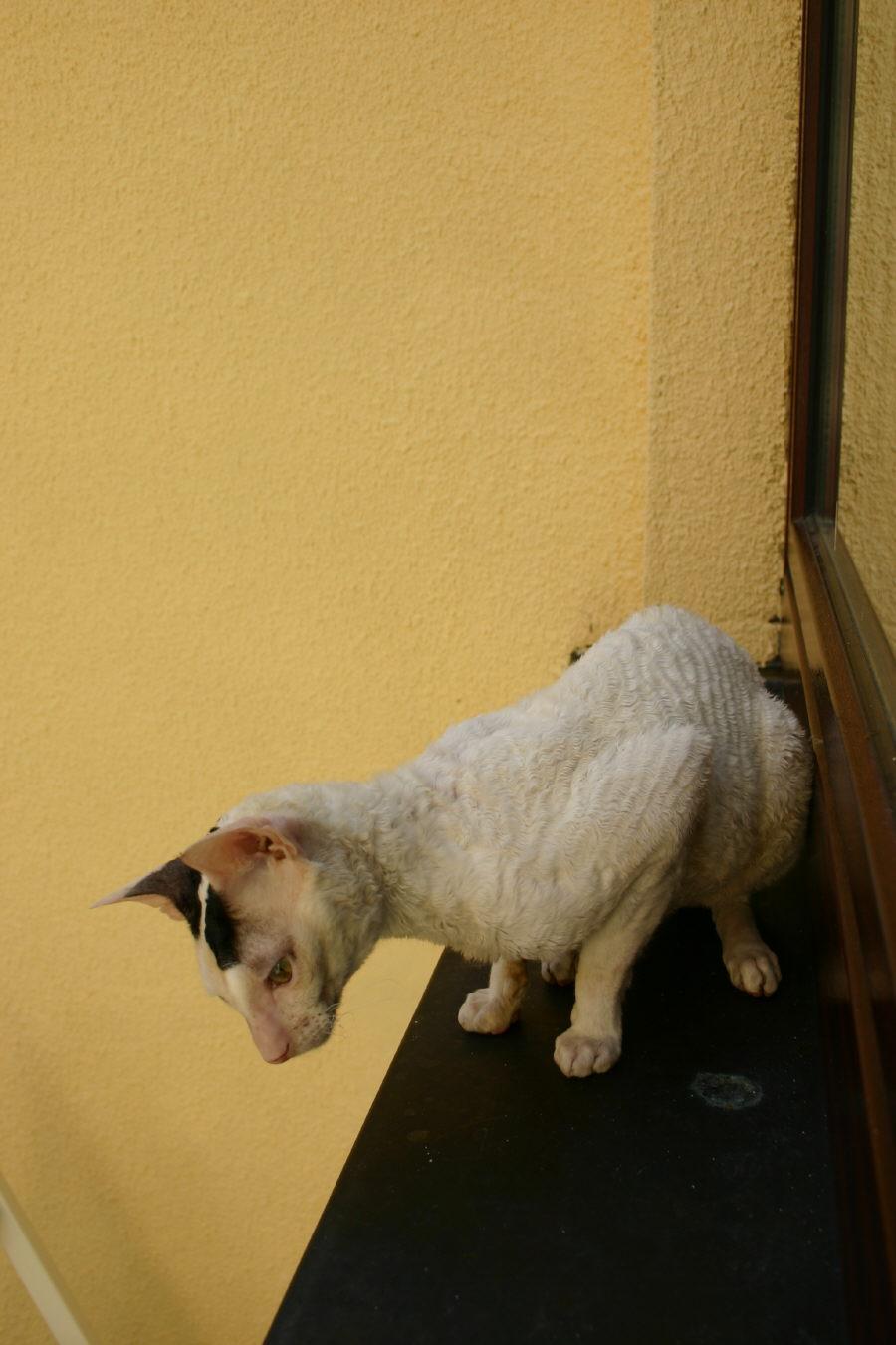 Фотографии к статье: Корниш-Рекс (Cornish Rex) / Советы по уходу и воспитанию породы кошек, описание кошки, помощь при болезнях, фотографии, дискусии и форум.