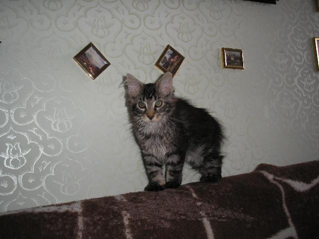 Фотографии к статье: Мейн кун (Maine Coon) / Советы по уходу и воспитанию породы кошек, описание кошки, помощь при болезнях, фотографии, дискусии и форум.