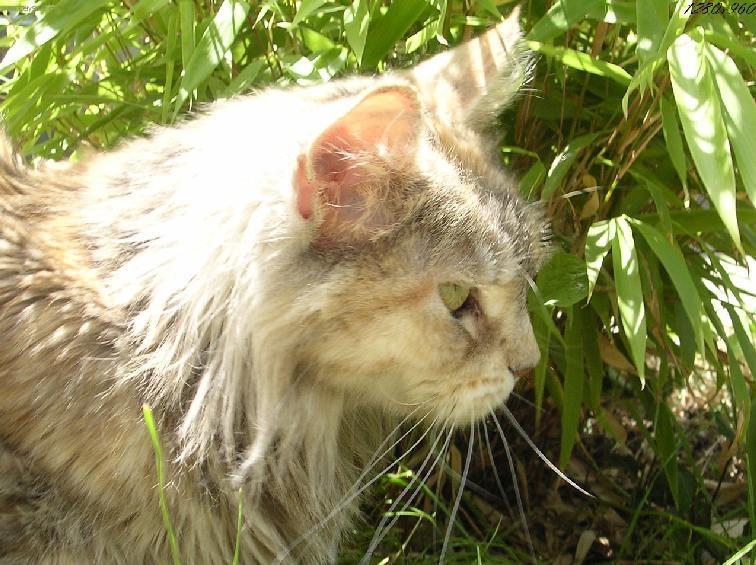 Фотографии к статье: Мейн кун (Maine Coon) / Советы по уходу и воспитанию породы кошек, описание кошки, помощь при болезнях, фотографии, дискусии и форум.