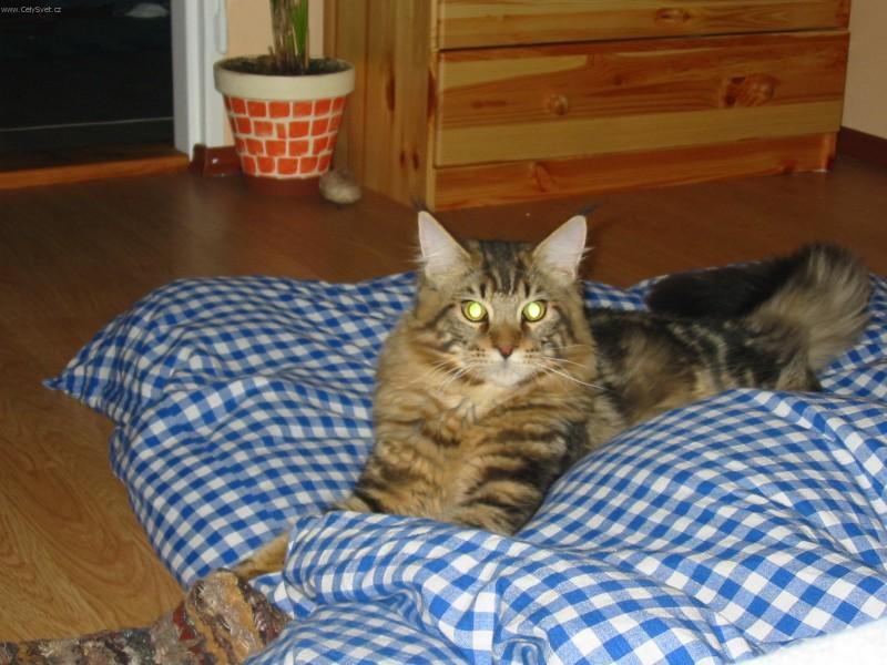 Фотографии к статье: Мейн кун (Maine Coon) / Советы по уходу и воспитанию породы кошек, описание кошки, помощь при болезнях, фотографии, дискусии и форум.