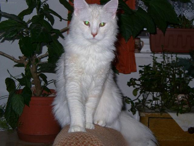 Фотографии к статье: Норвежская лесная кошка (Norwegian Forest Cat) / Советы по уходу и воспитанию породы кошек, описание кошки, помощь при болезнях, фотографии, дискусии и форум.