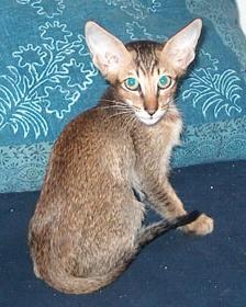 Фотографии к статье: Ориентальная короткошерстная кошка (Oriental Shorthair Cat) / Советы по уходу и воспитанию породы кошек, описание кошки, помощь при болезнях, фотографии, дискусии и форум.