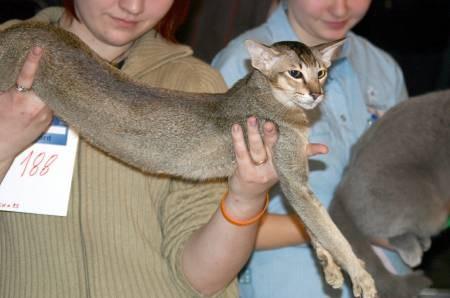 Фотографии к статье: Ориентальная короткошерстная кошка (Oriental Shorthair Cat) / Советы по уходу и воспитанию породы кошек, описание кошки, помощь при болезнях, фотографии, дискусии и форум.