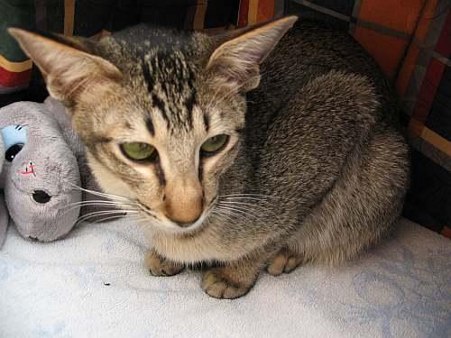 Фотографии к статье: Ориентальная короткошерстная кошка (Oriental Shorthair Cat) / Советы по уходу и воспитанию породы кошек, описание кошки, помощь при болезнях, фотографии, дискусии и форум.