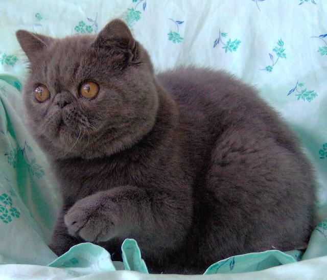 Фотографии к статье: Персидская кошка (Persian Cat) / Советы по уходу и воспитанию породы кошек, описание кошки, помощь при болезнях, фотографии, дискусии и форум.