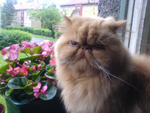 Фотографии к статье: Персидская кошка (Persian Cat) / Советы по уходу и воспитанию породы кошек, описание кошки, помощь при болезнях, фотографии, дискусии и форум.