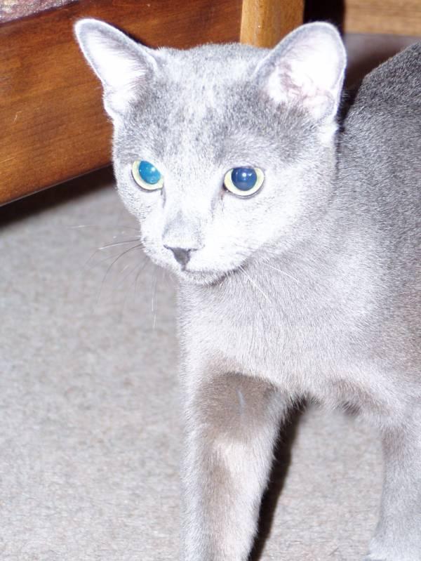 Фотографии к статье: Русская голубая кошка (Russian Blue Cat) / Советы по уходу и воспитанию породы кошек, описание кошки, помощь при болезнях, фотографии, дискусии и форум.