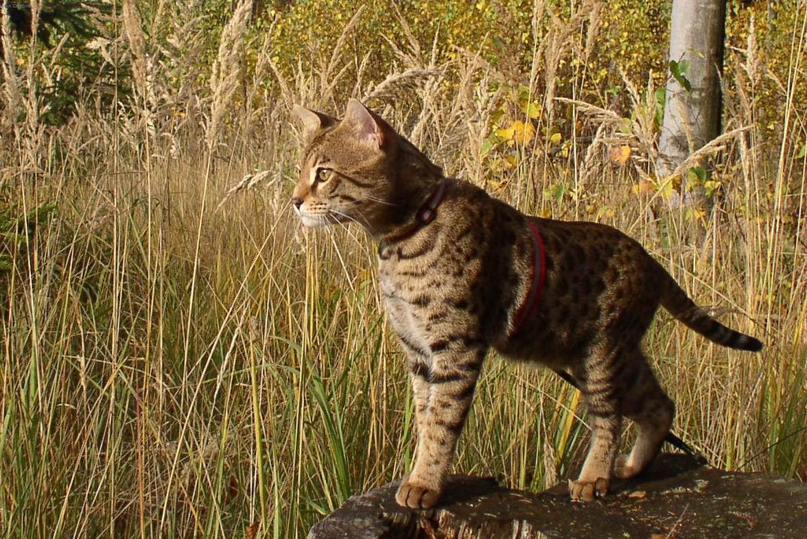 Фотографии к статье: Саванна (Savannah Cat) / Советы по уходу и воспитанию породы кошек, описание кошки, помощь при болезнях, фотографии, дискусии и форум.