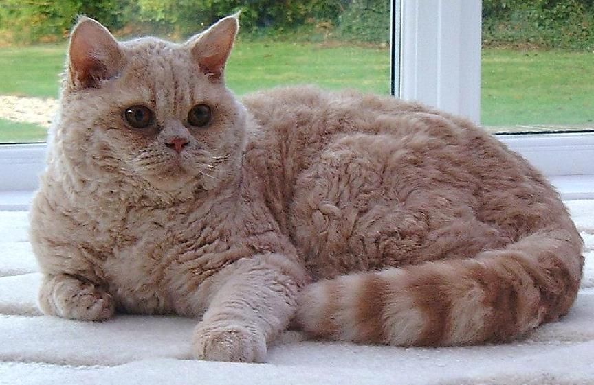 Фотографии к статье: Селкирк-рекс (Selkirk Rex) / Советы по уходу и воспитанию породы кошек, описание кошки, помощь при болезнях, фотографии, дискусии и форум.