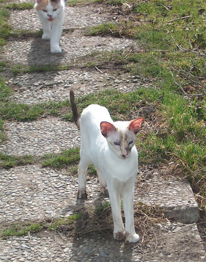 Фотографии к статье: Сиамская кошка (Siamese Cat) / Советы по уходу и воспитанию породы кошек, описание кошки, помощь при болезнях, фотографии, дискусии и форум.