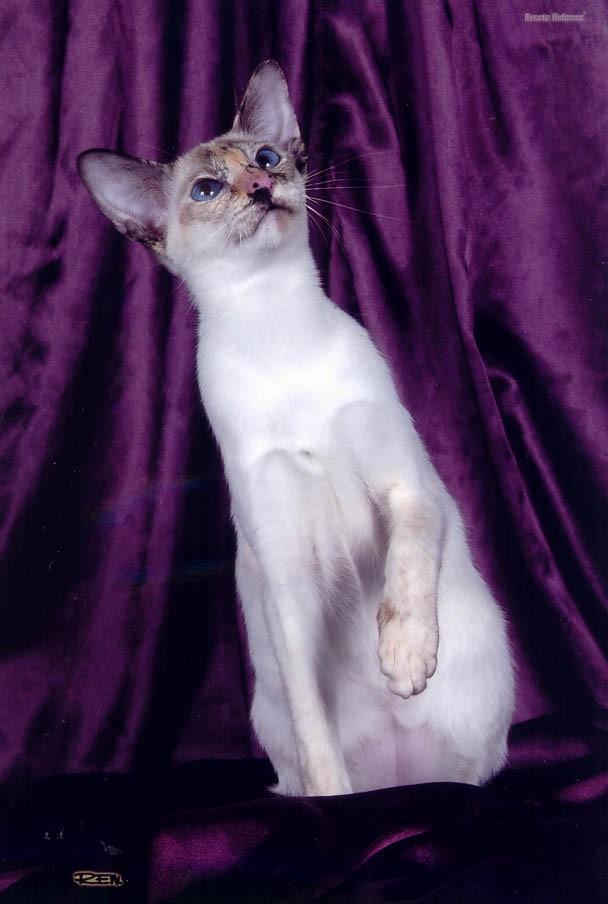 Фотографии к статье: Сиамская кошка (Siamese Cat) / Советы по уходу и воспитанию породы кошек, описание кошки, помощь при болезнях, фотографии, дискусии и форум.