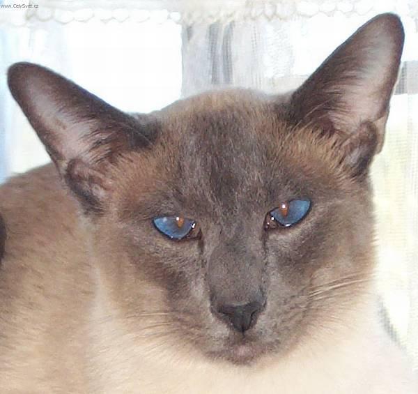 Фотографии к статье: Сиамская кошка (Siamese Cat) / Советы по уходу и воспитанию породы кошек, описание кошки, помощь при болезнях, фотографии, дискусии и форум.