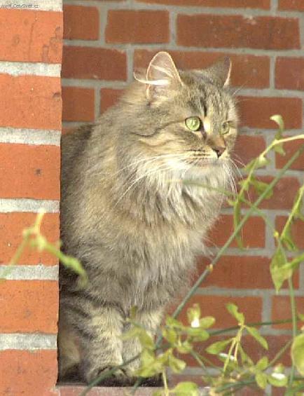 Фотографии к статье: Сибирская кошка (Siberian Cat) / Советы по уходу и воспитанию породы кошек, описание кошки, помощь при болезнях, фотографии, дискусии и форум.