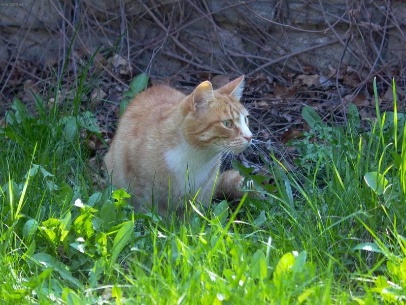 Фотографии к статье: Уход за старой кошкой (Caring for the old cat) / Советы по уходу и воспитанию породы кошек, описание кошки, помощь при болезнях, фотографии, дискусии и форум.