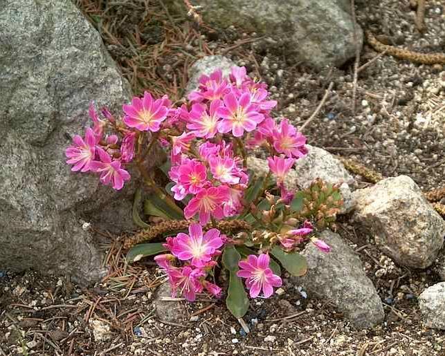 Фотографии к статье: Котиледон (Cotyledon)