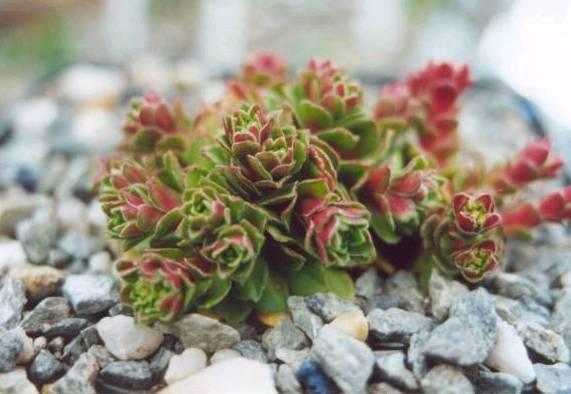 Фотографии к статье: Крассула (толстянка) (Crassula)