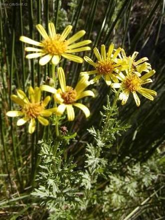 Фотографии к статье: Крестовник кровавый (Senecio cruentus)