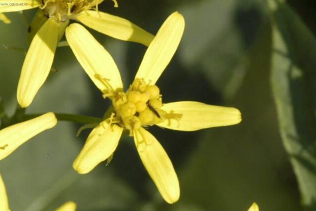 Фотографии к статье: Крестовник кровавый (Senecio cruentus)