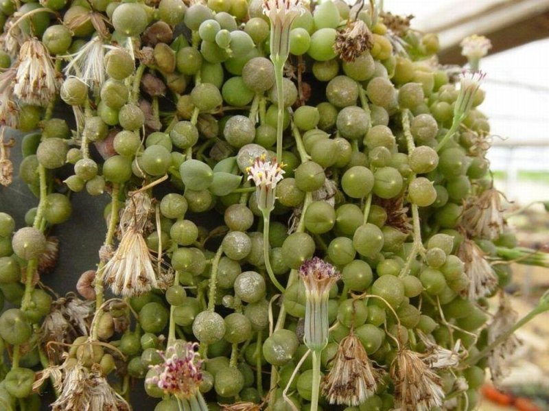 Фотографии к статье: Крестовник Роули (Senecio rowleyanus)