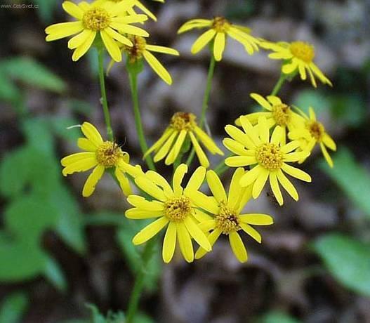 Фотографии к статье: Крестовник Роули (Senecio rowleyanus)