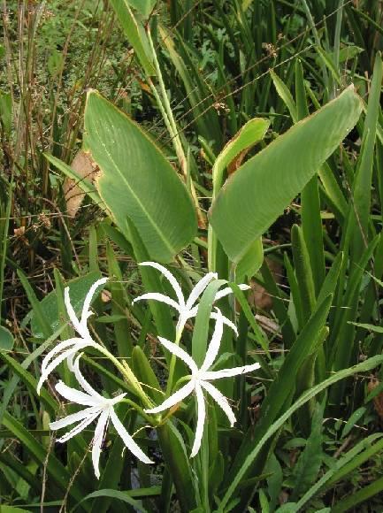 Фотографии к статье: Кринум (Crinum)