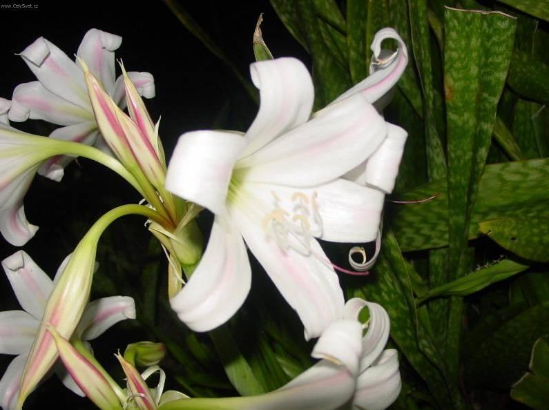 Фотографии к статье: Кринум (Crinum)