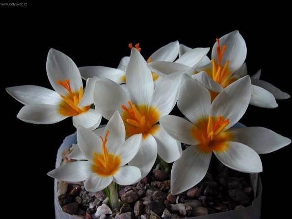 Фотографии к статье: Крокус (Crocus)