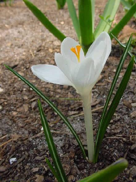 Фотографии к статье: Крокус (Crocus)