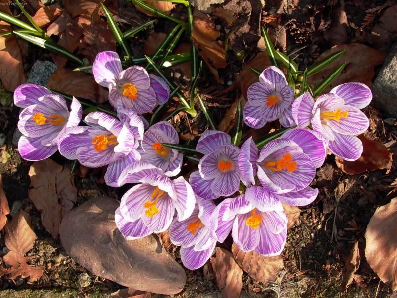 Фотографии к статье: Крокус (Crocus)