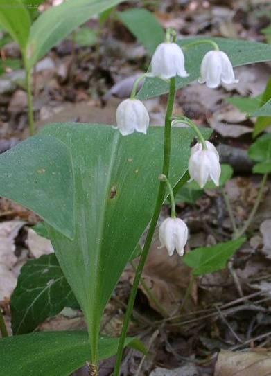 Фотографии к статье: Ландыш майский (Convallaria majalis)