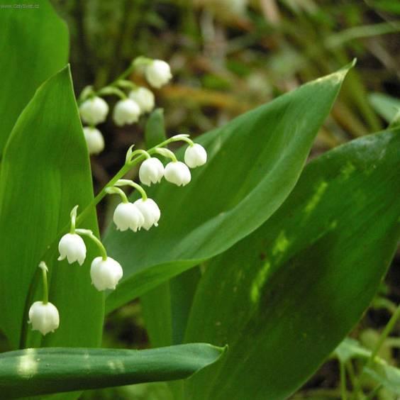 Фотографии к статье: Ландыш майский (Convallaria majalis)