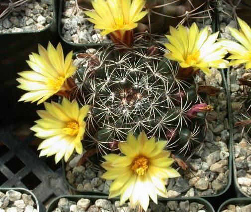 Фотографии к статье: Маммиллярия (Mammillaria)