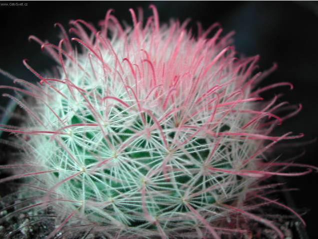 Фотографии к статье: Маммиллярия (Mammillaria)