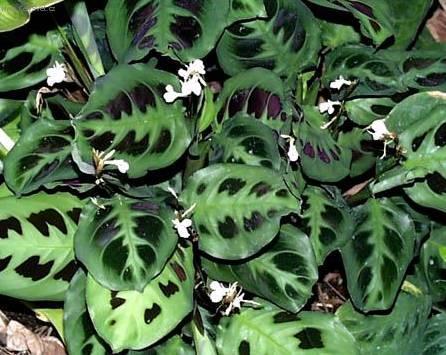 Фотографии к статье: Маранта (Maranta)